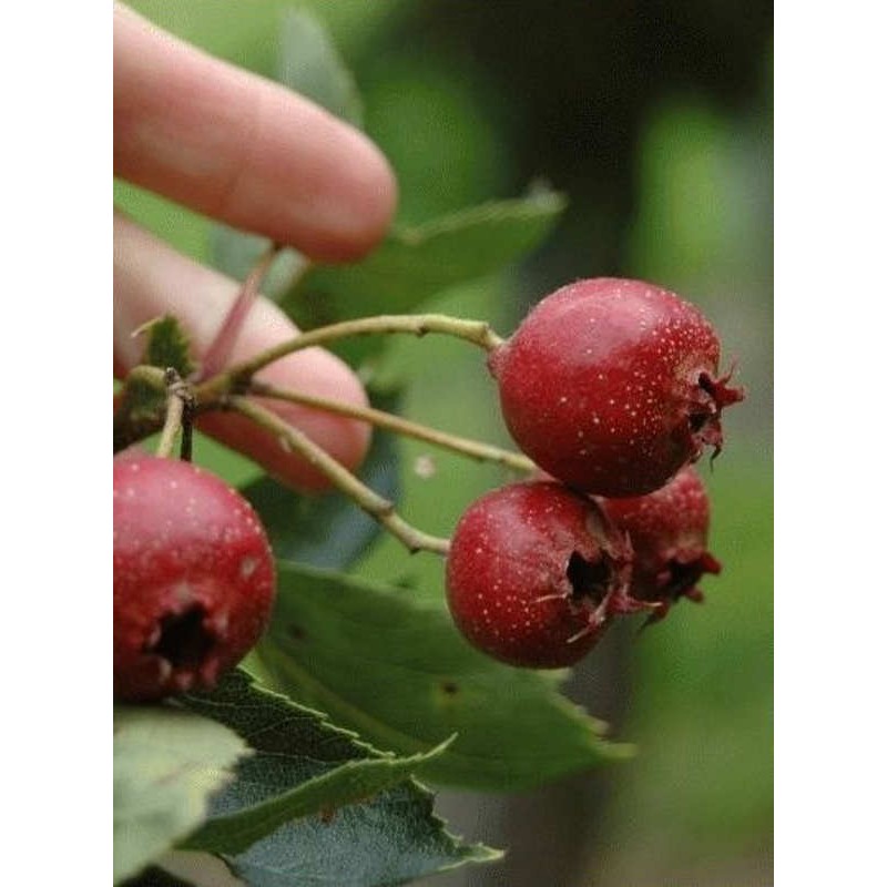 Crataegus pinnatifida 'Big Golden Star' - autumn fruit