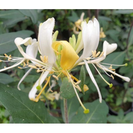 Lonicera periclymenum 'Assynt Cream' - summer flowers