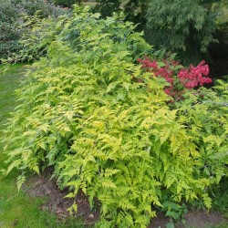 Rubus cockburnianus 'Golden Vale' - established plants in early autumn