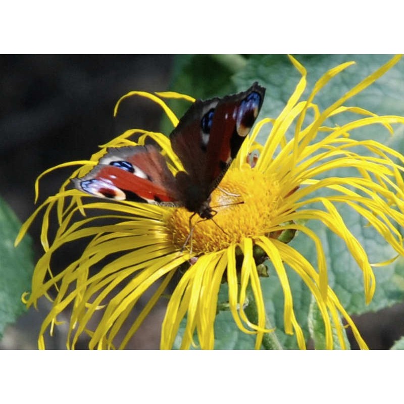 Inula magnifica - summer flower with butterfly