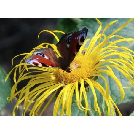 Inula magnifica - summer flower with butterfly Inula magnifica - summer flower with butterfly