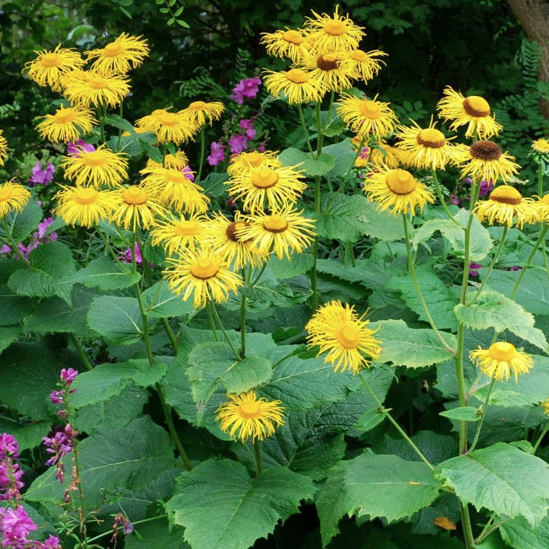 Inula magnifica - masses of golden-yellow flowers in summer