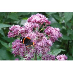 Eupatorium purpureum - late summer flowers with butterfly