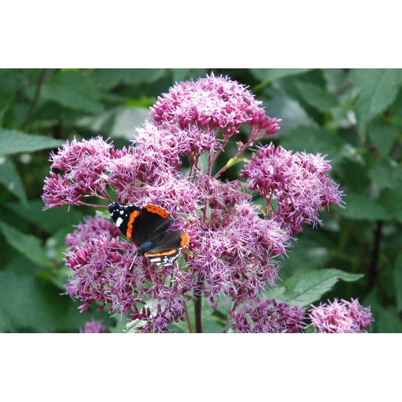 Eupatorium purpureum - late summer flowers with butterfly Eupatorium purpureum - late summer flowers with butterfly