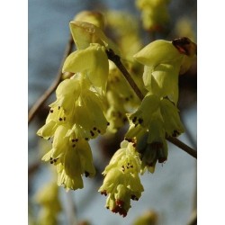 Corylopsis spicata - close up of flowers