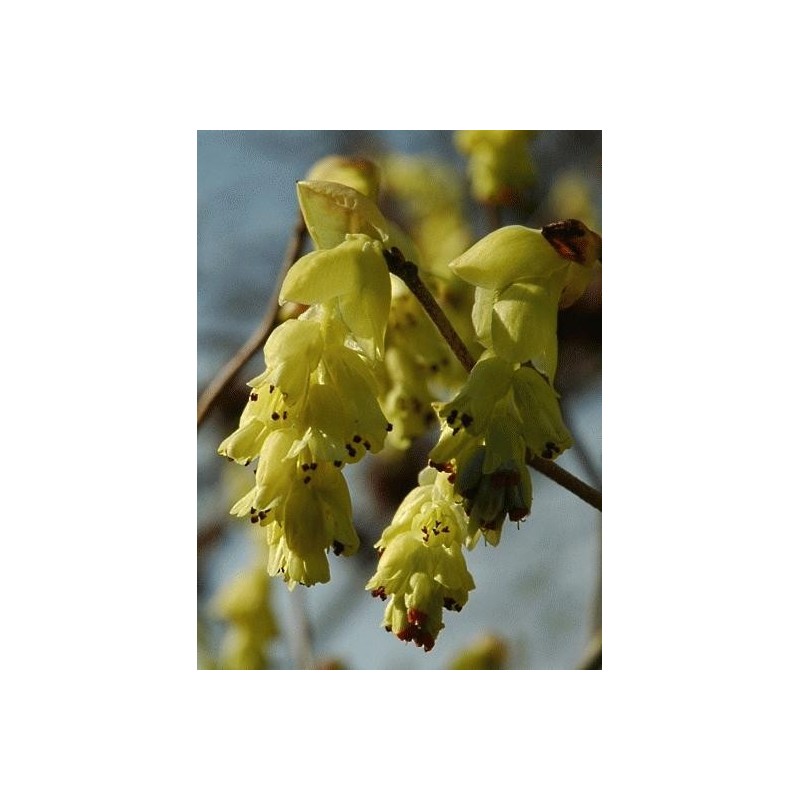 Corylopsis spicata - close up of flowers