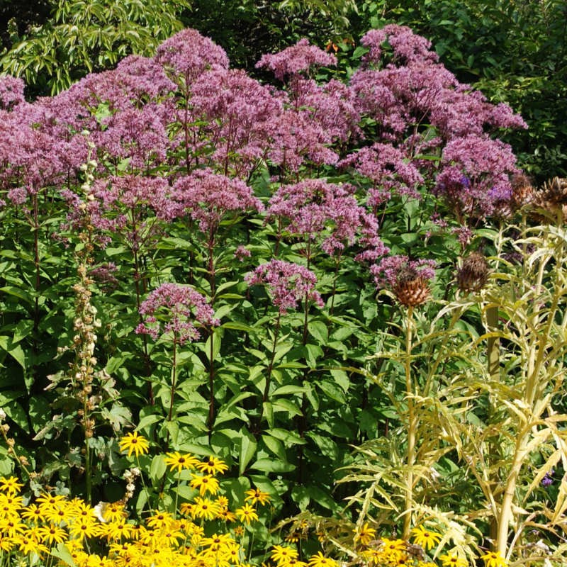 Eupatorium purpureum - established specimen flowering in late summer