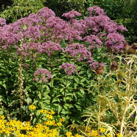 Eupatorium purpureum - established specimen flowering in late summer