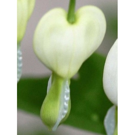 Dicentra spectabilis 'Alba' - spring flowers Dicentra spectabilis 'Alba' - spring flowers