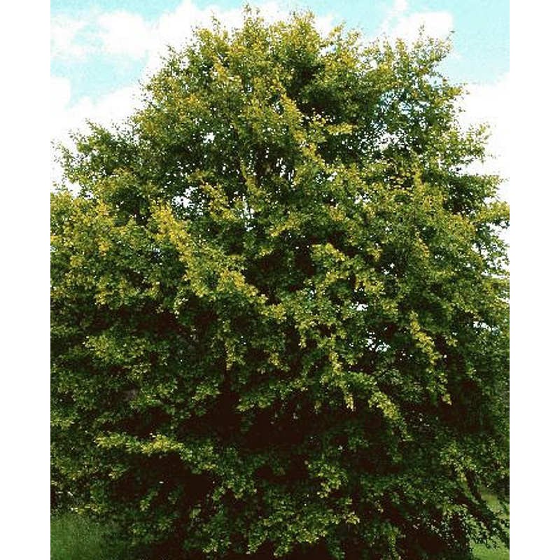 Fagus sylvatica 'Zlatia' - established specimen plant
