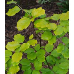 Fagus sylvatica 'Zlatia' - golden-green leaves in spring