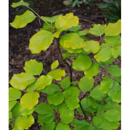 Fagus sylvatica 'Zlatia' - golden-green leaves in spring