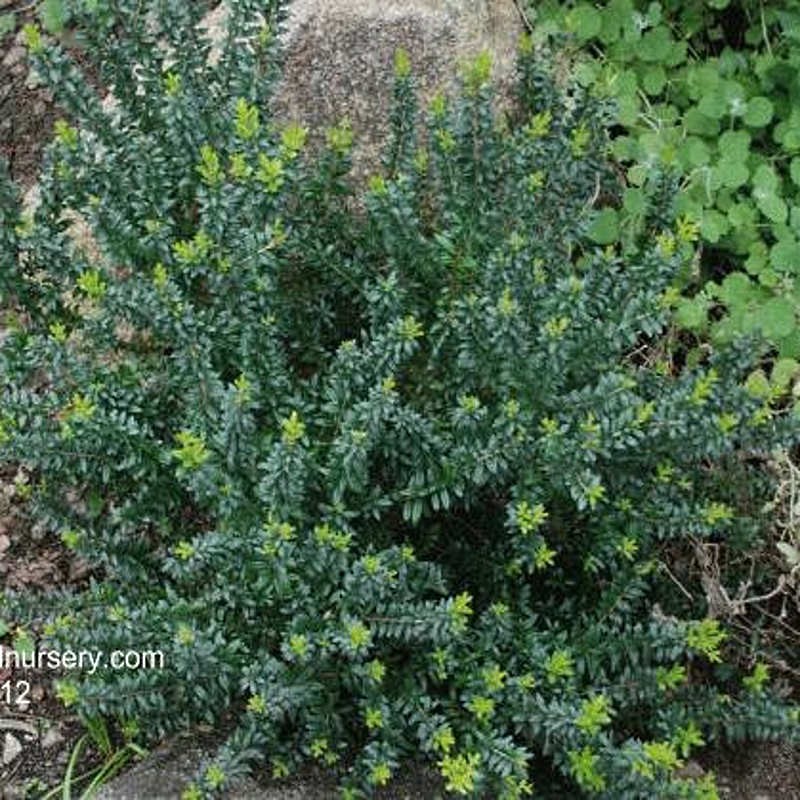 Myrtus communis subsp tarentina - established plant Myrtus communis subsp tarentina - established plant