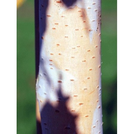 Betula utilis 'Longtrunk' - white peeling bark Betula utilis 'Longtrunk' - white peeling bark