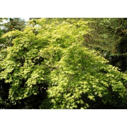 Acer palmatum 'Aureum' - soft golden leaves in early summer