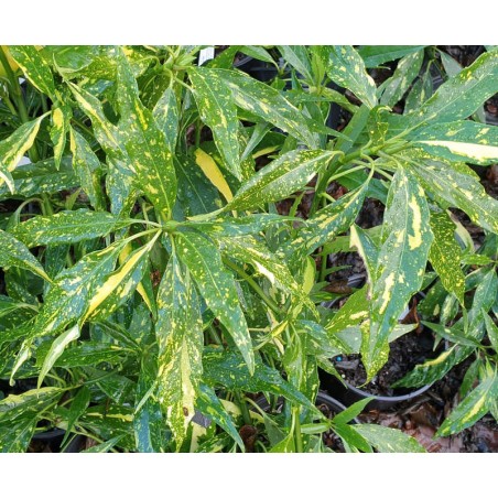 Aucuba japonica 'February Star' - variegated leaves Aucuba japonica 'February Star' - variegated leaves