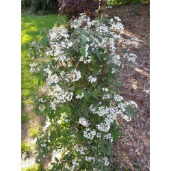 Deutzia setchuenensis var corymbiflora - established plant
