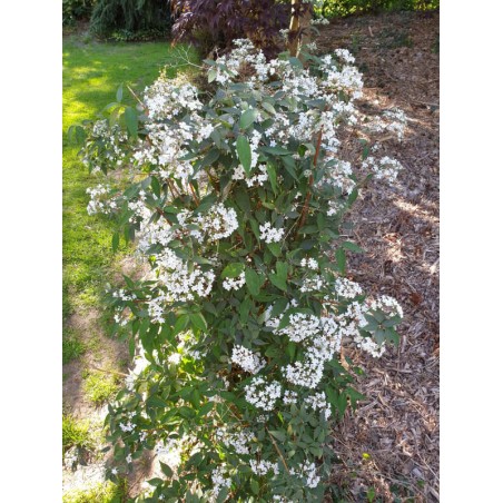 Deutzia setchuenensis var corymbiflora - established plant Deutzia setchuenensis var corymbiflora - established plant