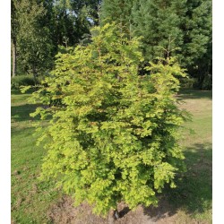 Metasequoia glyptostroboides 'Chubby' - established plant in summer