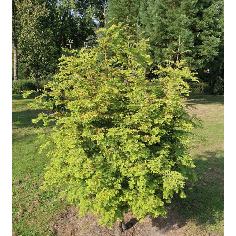 Metasequoia glyptostroboides 'Chubby' - established plant in summer