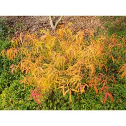 Acer palmatum 'Koto No Ito' - autumn colour in mid October