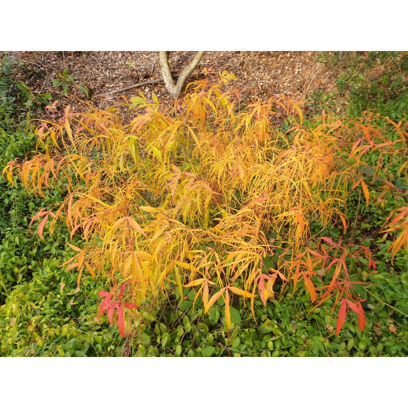 Acer palmatum 'Koto No Ito' - autumn colour in mid October Acer palmatum 'Koto No Ito' - autumn colour in mid October