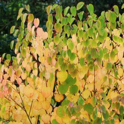 Cercidiphyllum japonicum 'Heronswood Globe' - autumn colour