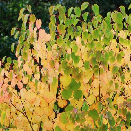 Cercidiphyllum japonicum 'Heronswood Globe' - autumn colour Cercidiphyllum japonicum 'Heronswood Globe' - autumn colour