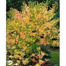Cercidiphyllum japonicum 'Heronswood Globe' - autumn colour starting on an established plant