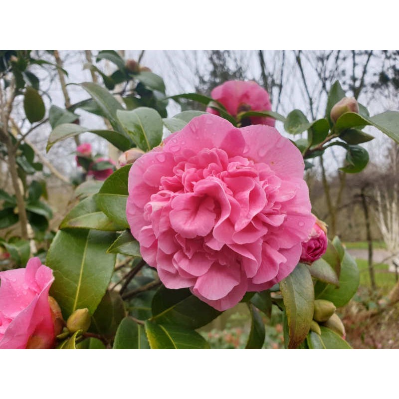 Camellia x williamsii 'Debbie' - spring flowers