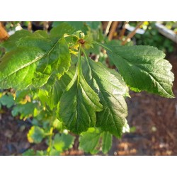 Crataegus 'Autumn Glory' - late summer leaves