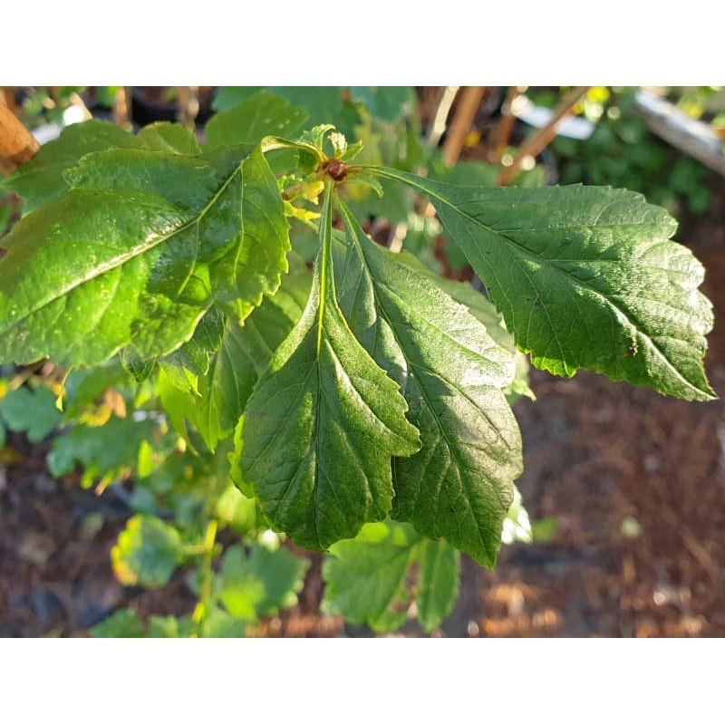 Crataegus 'Autumn Glory' - late summer leaves Crataegus 'Autumn Glory' - late summer leaves