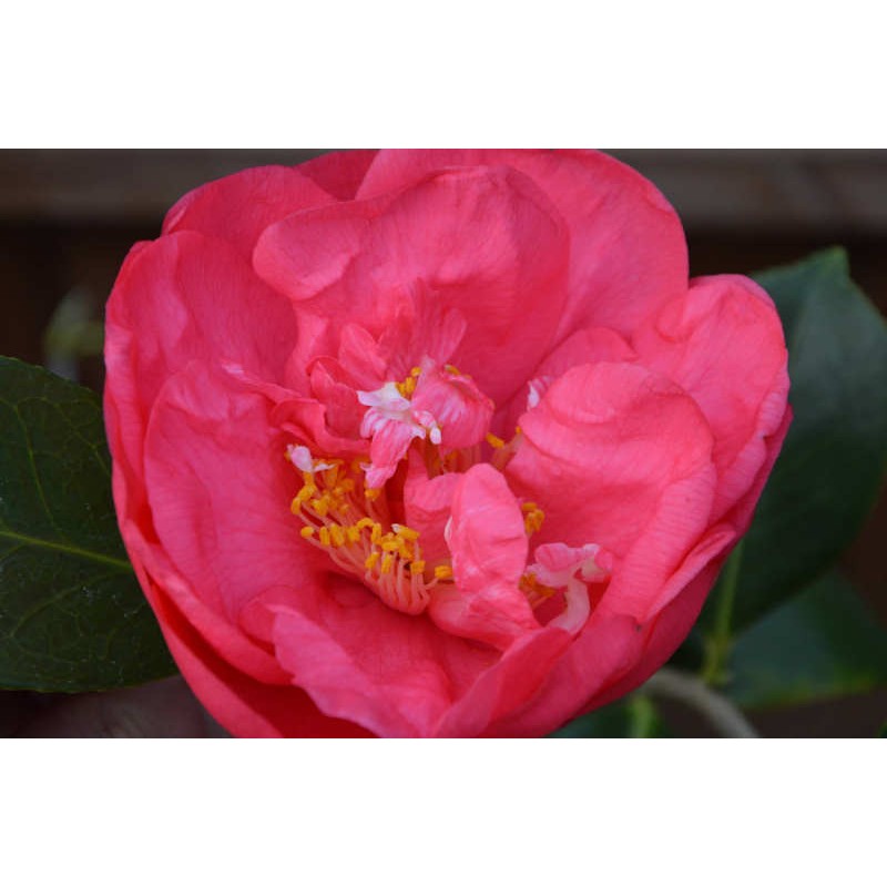 Camellia japonica 'Drama Girl' - spring flowers