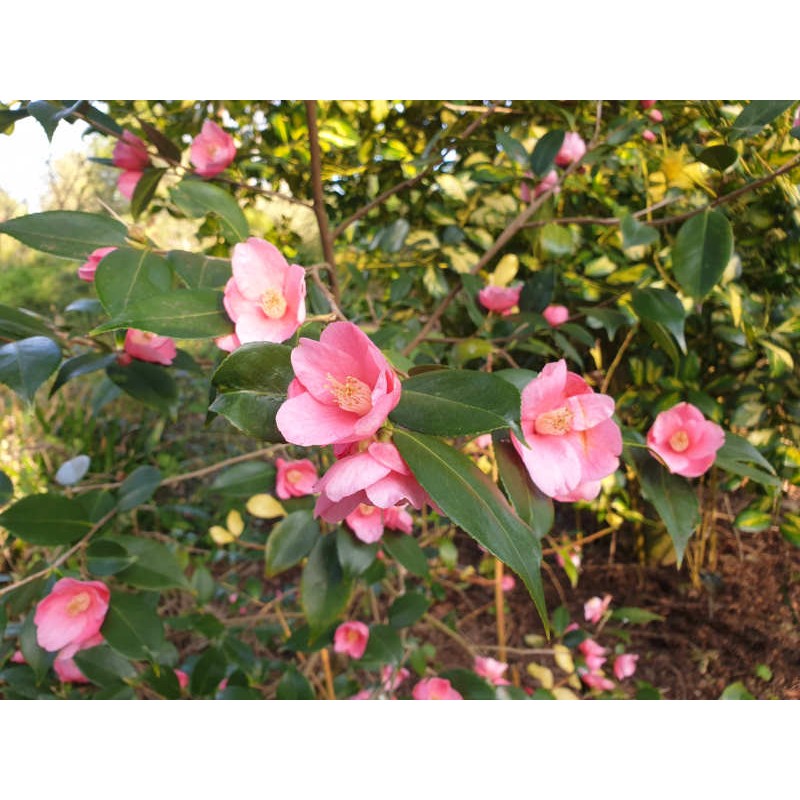 Camellia 'Cornish Spring'  - spring flowers