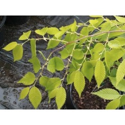 Zelkova serrata 'Luminifera' - soft golden leaves in spring/early summer
