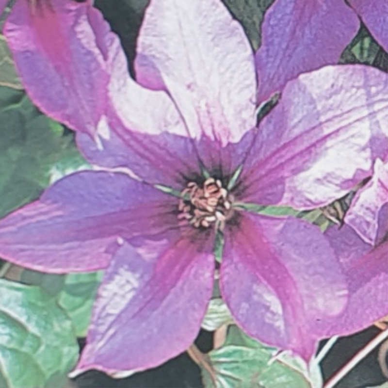 Clematis 'Dorothy Walton' - summer flowers Clematis 'Dorothy Walton' - summer flowers