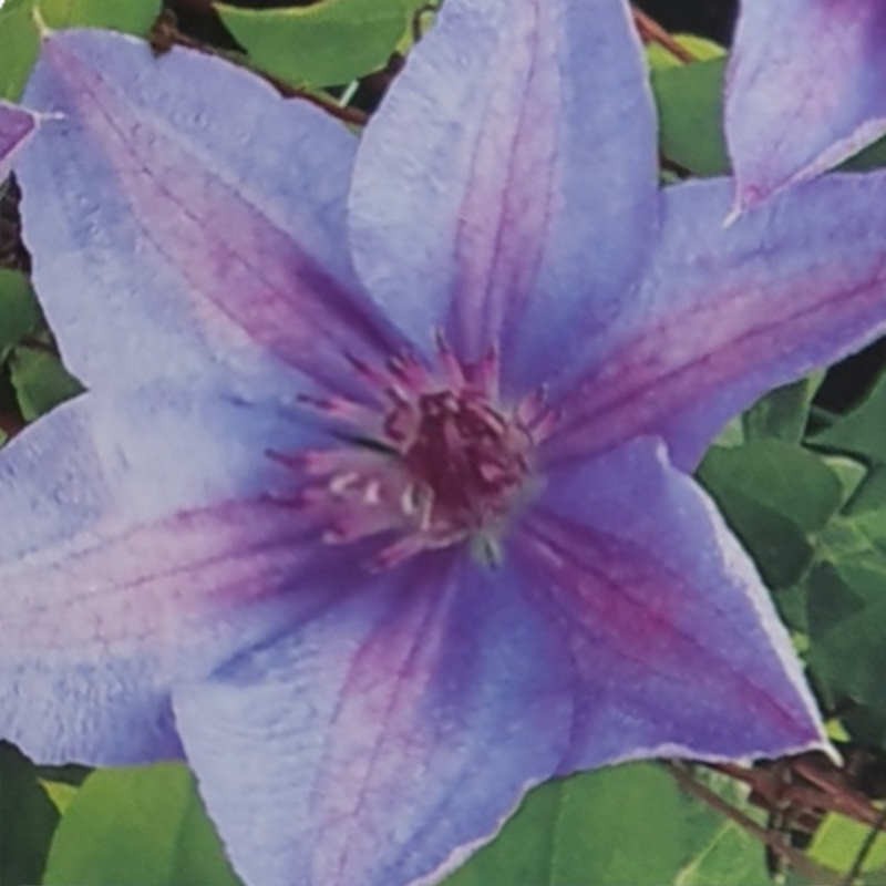 Clematis 'Minister' - flowers in early summer Clematis 'Minister' - flowers in early summer