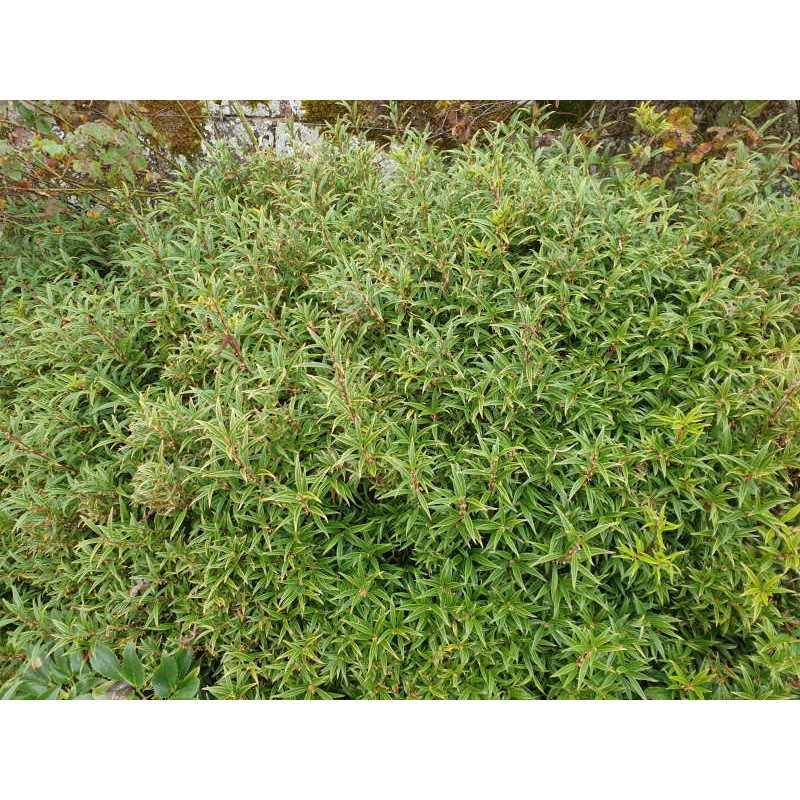 Sarcococca hookeriana var digyna - established plant Sarcococca hookeriana var digyna - established plant