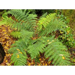 Woodwardia fimbriata - leaves in autumn