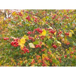 Crataegus phaenopyrum - berries in October