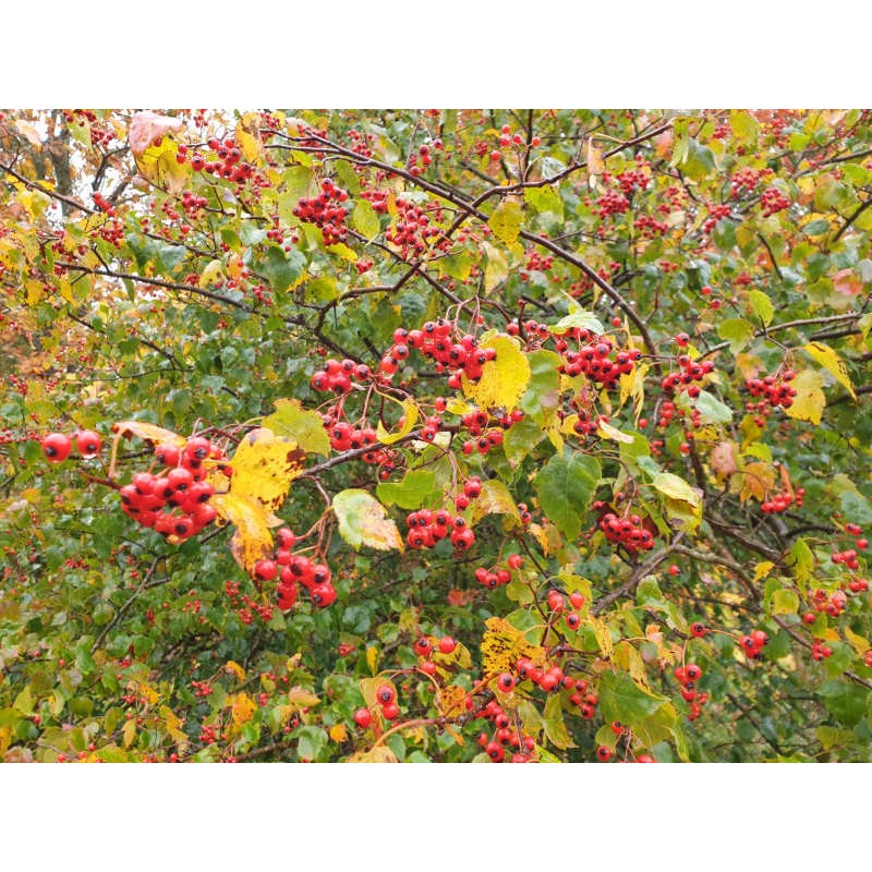 Crataegus phaenopyrum - berries in October Crataegus phaenopyrum - berries in October