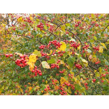 Crataegus phaenopyrum - berries in October Crataegus phaenopyrum - berries in October