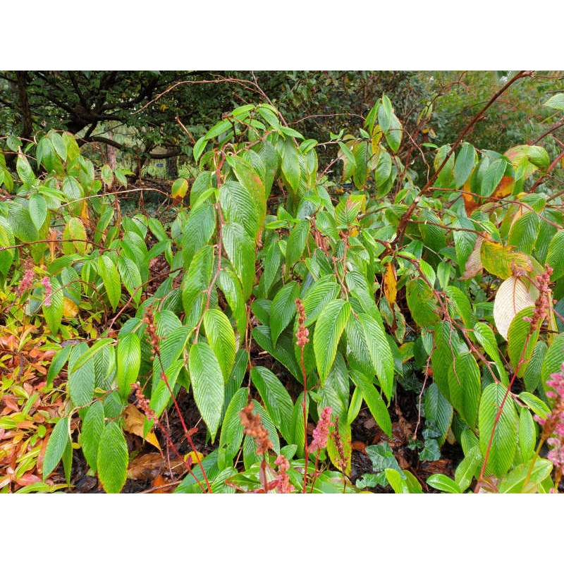 Rubus calophyllus - established plant