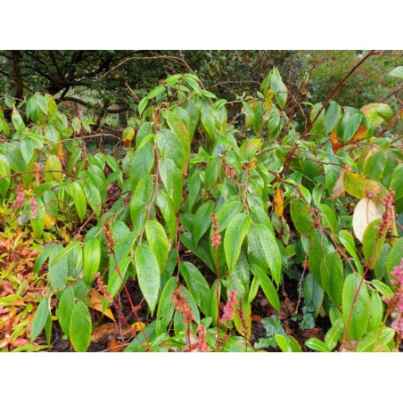 Rubus calophyllus - established plant Rubus calophyllus - established plant