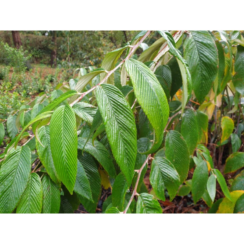 Rubus calophyllus - leaves in autumn