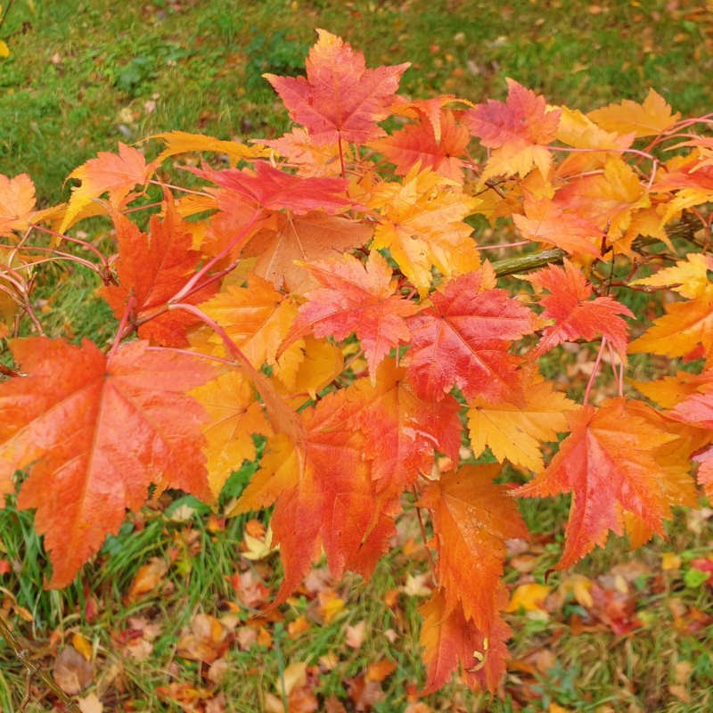 Acer micranthum - autumn colour Acer micranthum - autumn colour