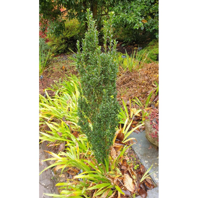 Ilex crenata 'Fastigiata' - established specimen Ilex crenata 'Fastigiata' - established specimen