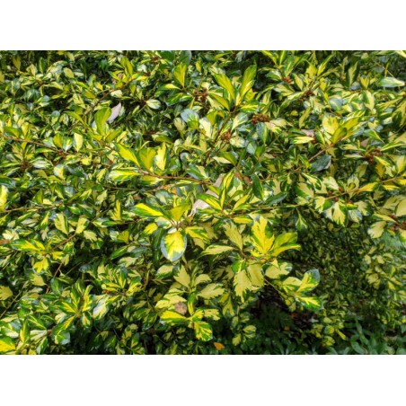 Ilex x altaclerensis 'Lawsoniana' - variegated leaves Ilex x altaclerensis 'Lawsoniana' - variegated leaves