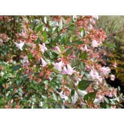 Abelia x grandiflora - flowers