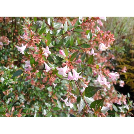 Abelia x grandiflora - flowers